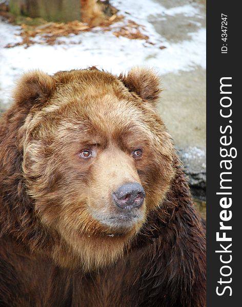 Lonely and hungry grizzly bear in zoo. Lonely and hungry grizzly bear in zoo