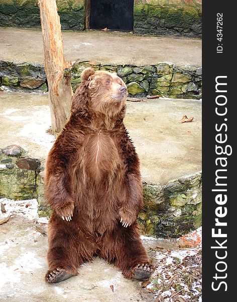 Lonely and hungry grizzly bear in zoo. Lonely and hungry grizzly bear in zoo