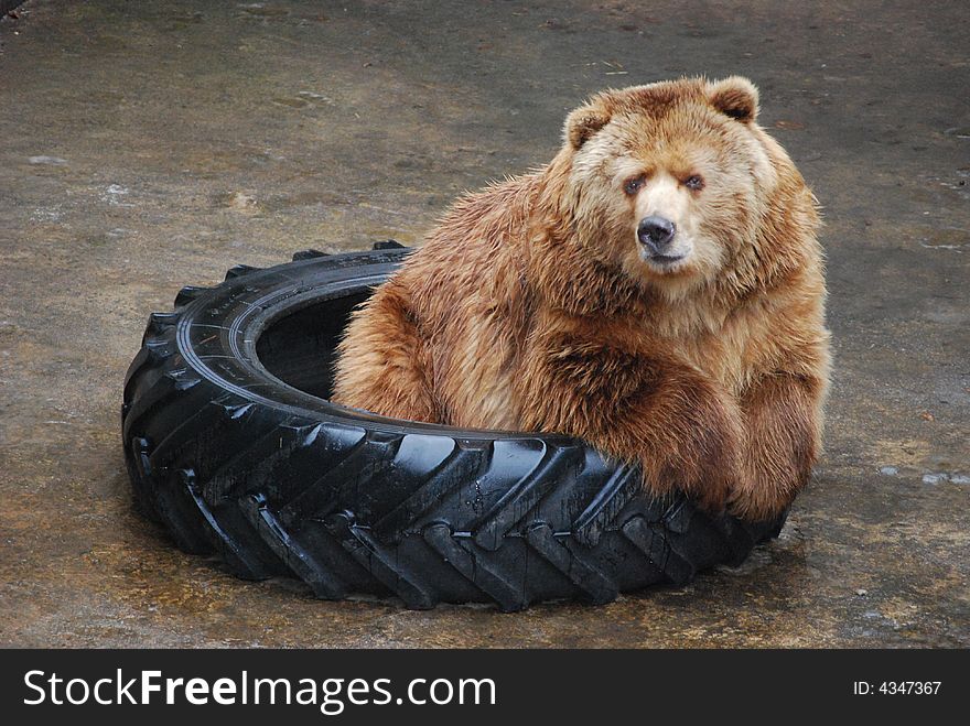 Grizzly bear in wheel