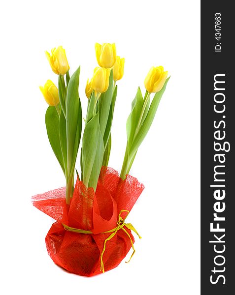 Natural fresh tulips over white