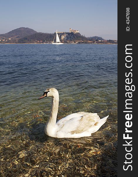 Swan at lake, in background the castle of Maggiore lake, Italy.