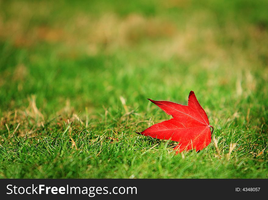 A red maple leaf on grassland. A red maple leaf on grassland