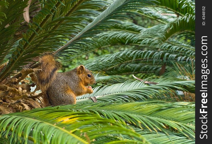 Red squirrel in a tree branch eating nuts