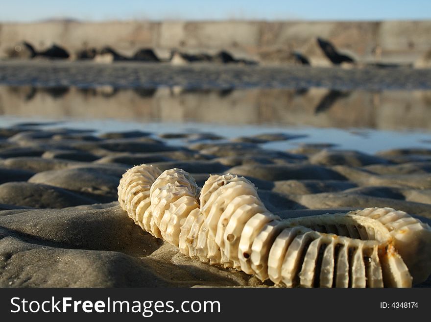 Spirals In The Sand