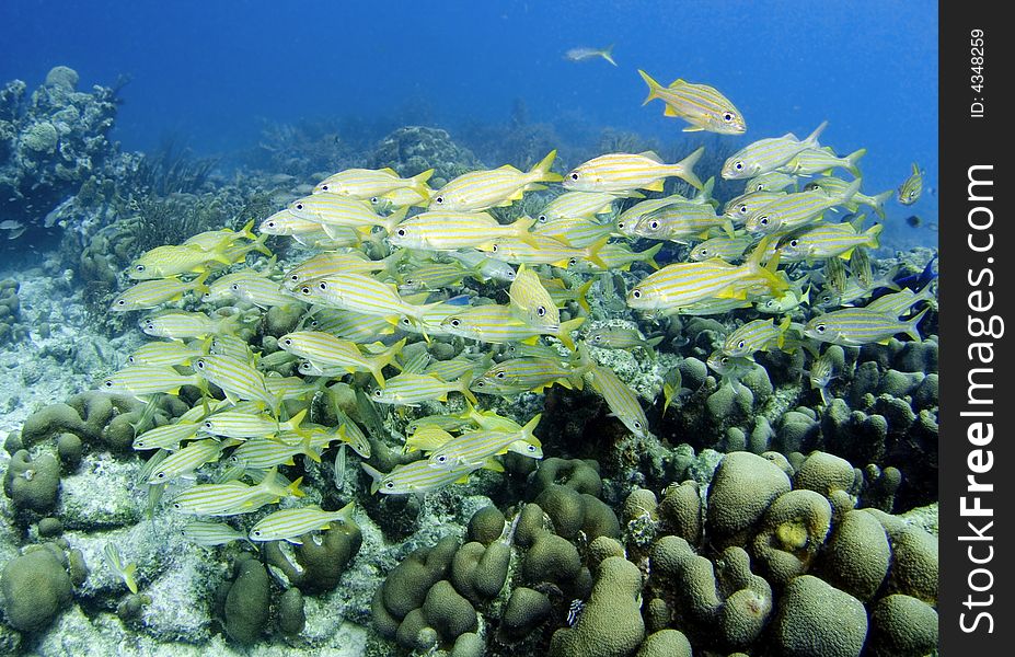 A school of Smallmouth Grunts and some French Grunts in the Caribbean Sea. A school of Smallmouth Grunts and some French Grunts in the Caribbean Sea