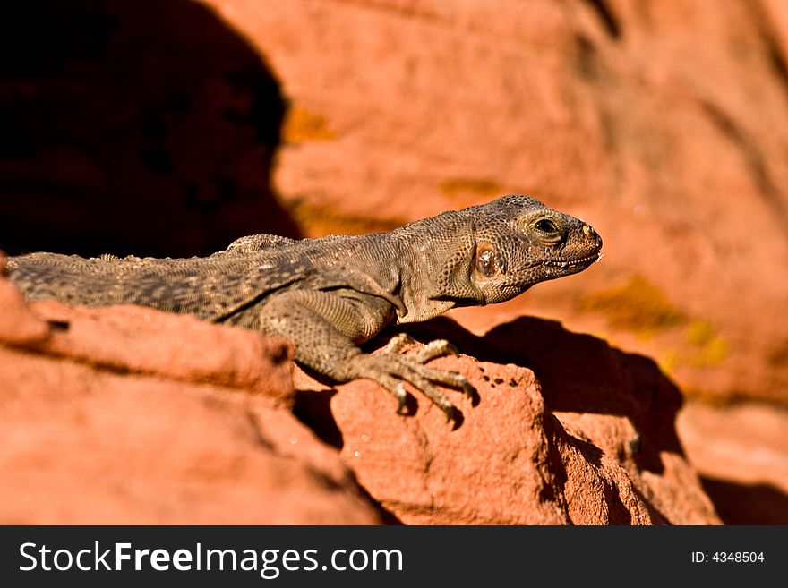 Lizard at Redstone area, Lake Mead, Nevada