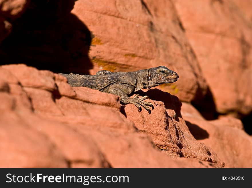 Lizard at Redstone area, Lake Mead, Nevada