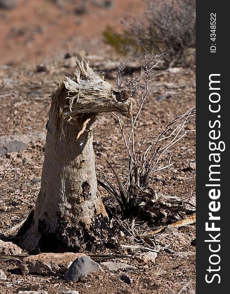 Dead Joshua trees at Red Rock Canyon National Conservation Area