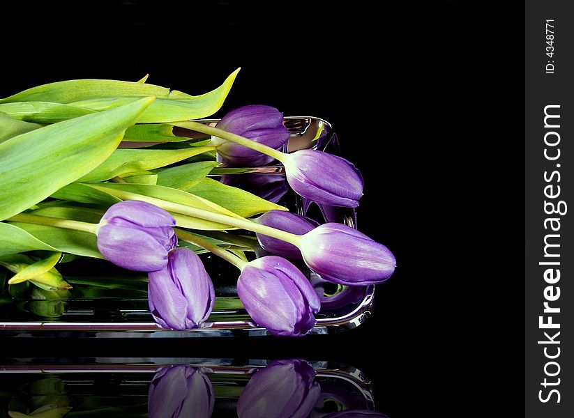 Purple tulips on a silver platter. Purple tulips on a silver platter.