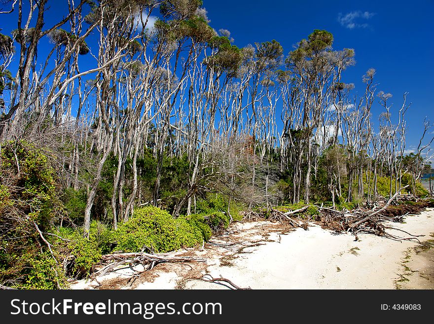 Trees on the beach at Wilsons Prom. Trees on the beach at Wilsons Prom