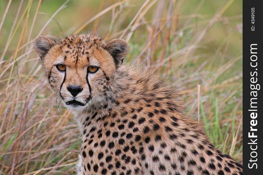 Cheetah portrait in lobo (serengeti)