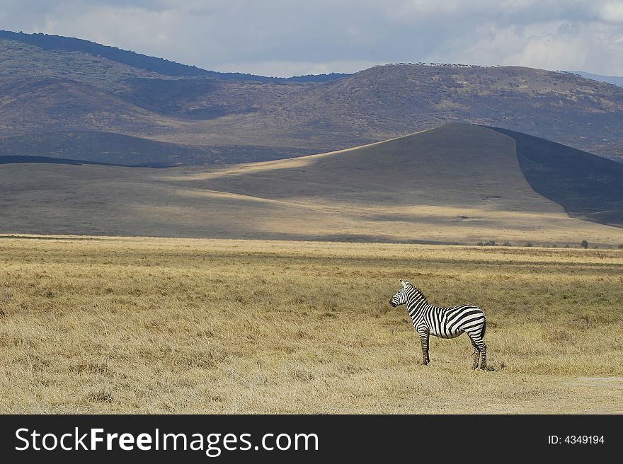 Zebra in the Ngorongoro plain