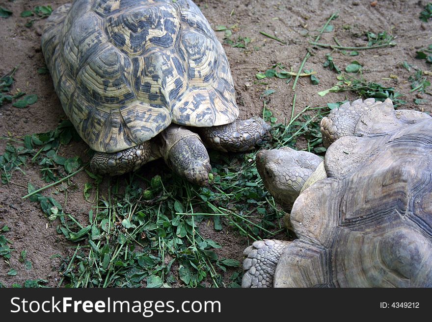 A turtle couple in the zoo