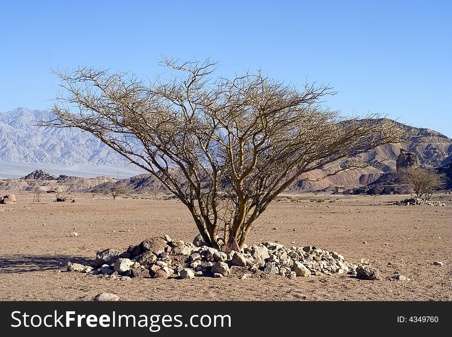 Timna park, lonely tree in the middle of the desert