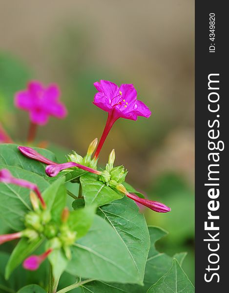 Purple flower blooming and green leaves in garden. Purple flower blooming and green leaves in garden