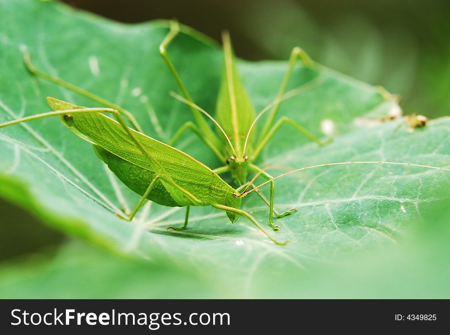 Two locust on the green leaves