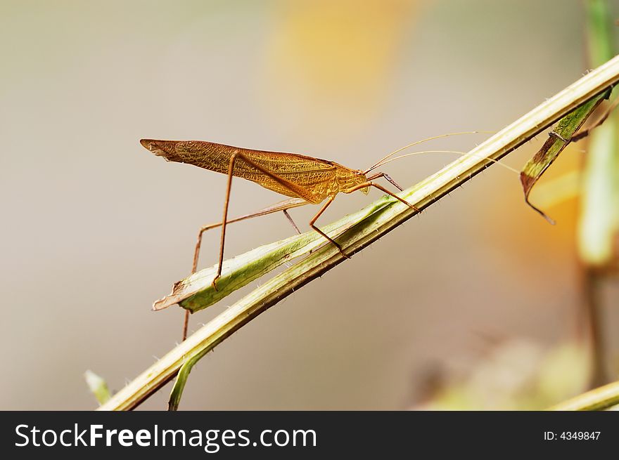 Yellow Katydid