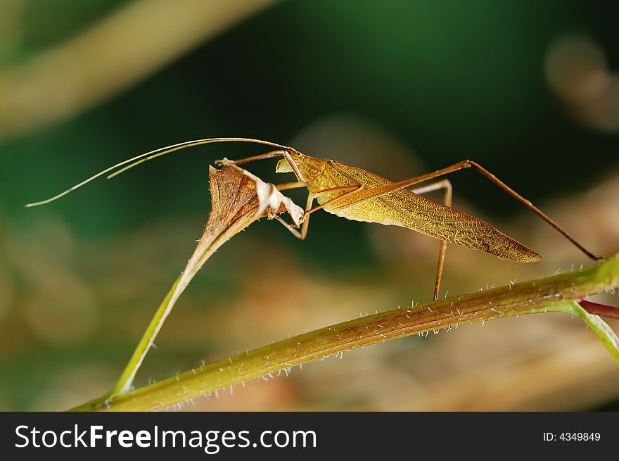 Close-up shoot of katydid is staying on the leaf