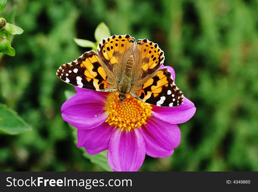 A butterfly on dahlia in green background. A butterfly on dahlia in green background