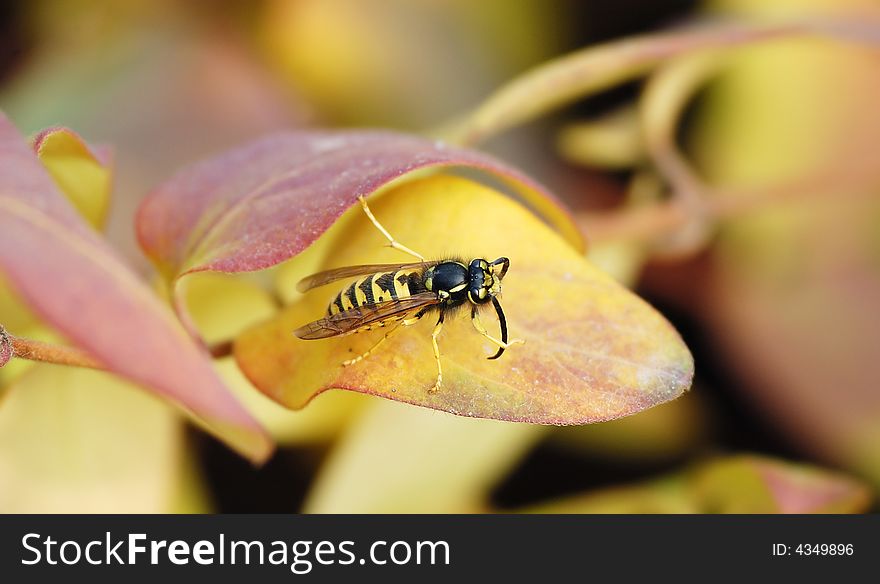 A wasp on yellow leaf in green background