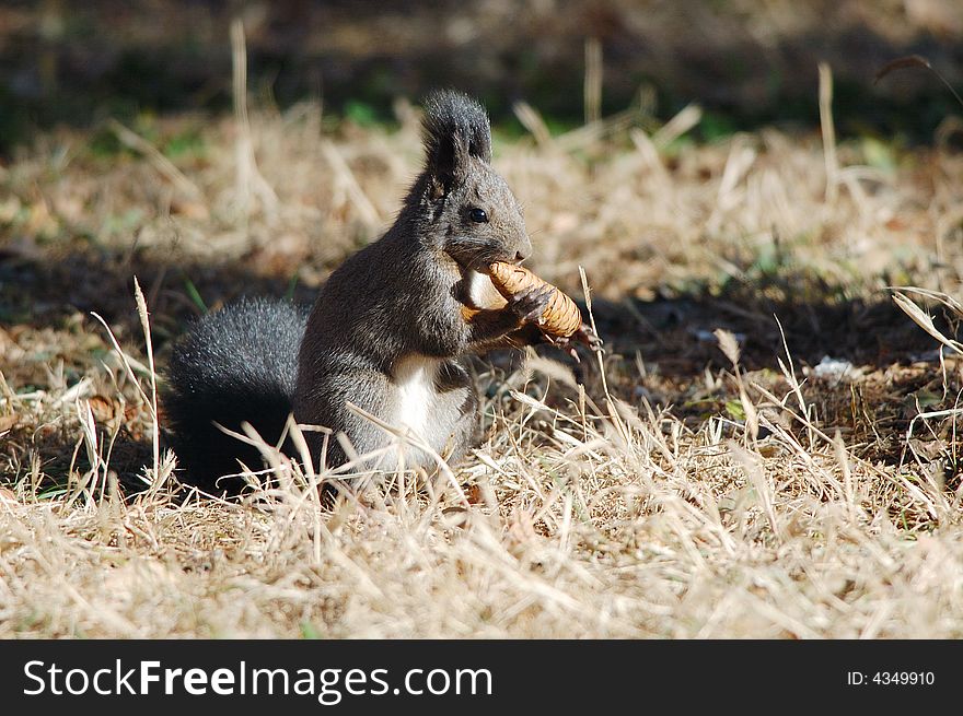Squirrel chomping on nuts in grassplot