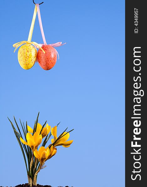 Easter Eggs And Crocus.