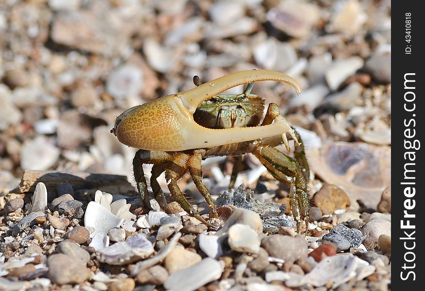 Up close and personal with a fiddler crab on the Gulf of Mexico.