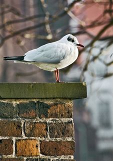 Seagull Stock Photography Seagull Stock Photography