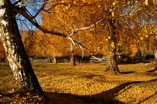 Woods In Autumn Stock Photos Woods In Autumn Stock Photos