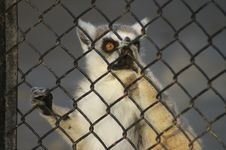 Lemur Wants Freedom Royalty Free Stock Images Lemur Wants Freedom Royalty Free Stock Images