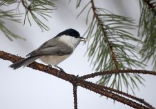 Free Titmouse A Tree Stock Image - 4355241