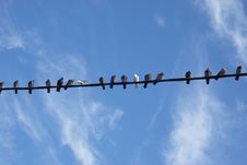 Pigeons On The Electric Cabel Stock Photography Pigeons On The Electric Cabel Stock Photography