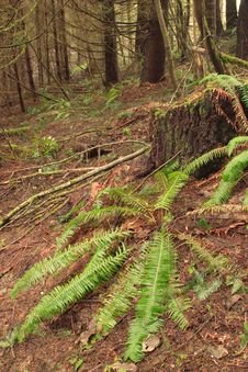 Free Stub Stewart Forest Royalty Free Stock Images - 4357899