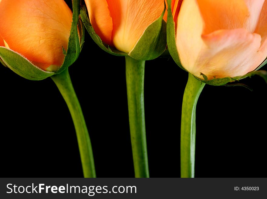 Pink roses shot on a black background