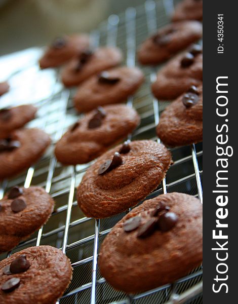 Crunchy Chocolate Cookies with chocholate chips topping