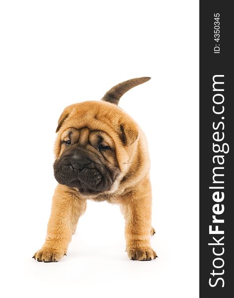 Funny sharpei puppy isolated on white background (studio shot). Funny sharpei puppy isolated on white background (studio shot)