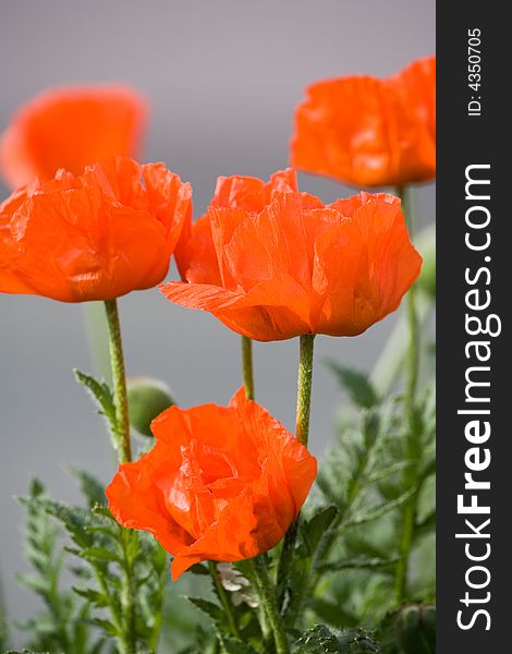 Closeup of common red poppies. Background blurred. Variation.