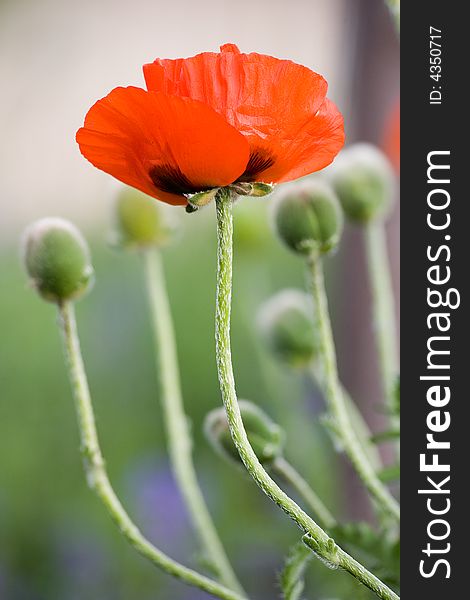 One single kitschy red poppy. Grey background is blurred. One single kitschy red poppy. Grey background is blurred.