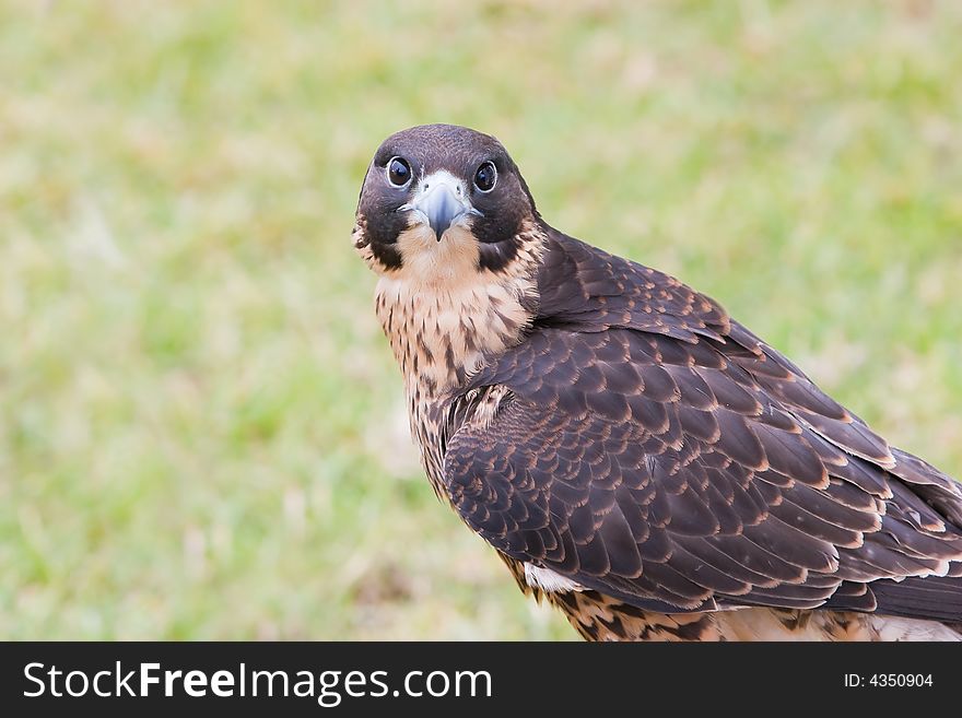 A falcon looking straight at you