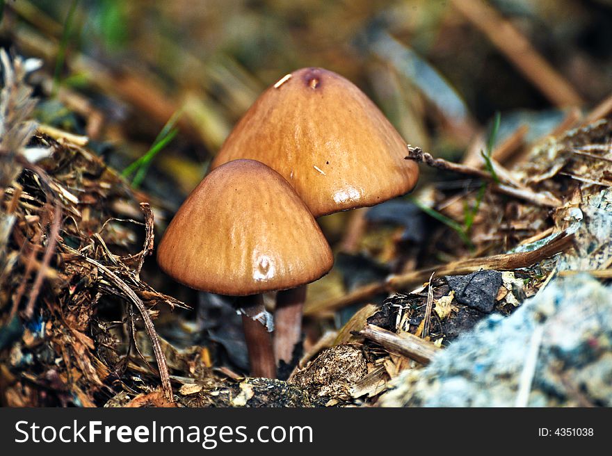 Mushrooms groing in a muck heap