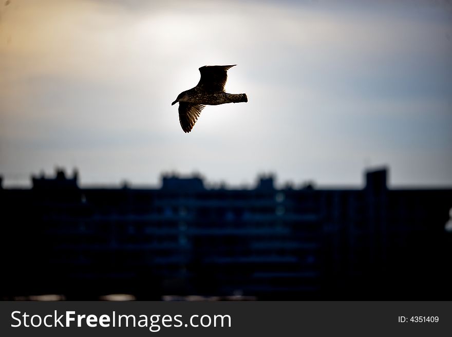 Seagull At Dawn