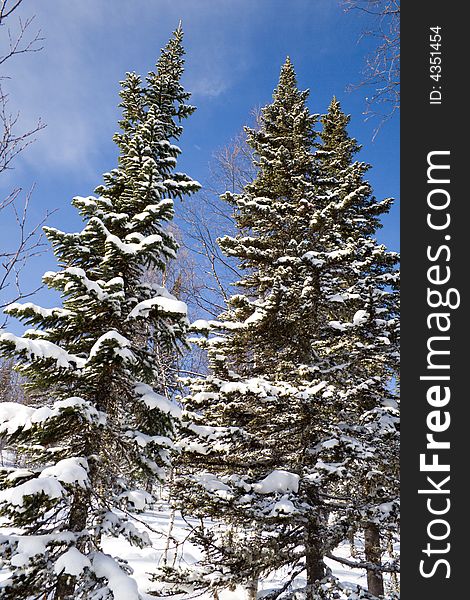 Alpine slope with pine tree covered snow. Alpine slope with pine tree covered snow