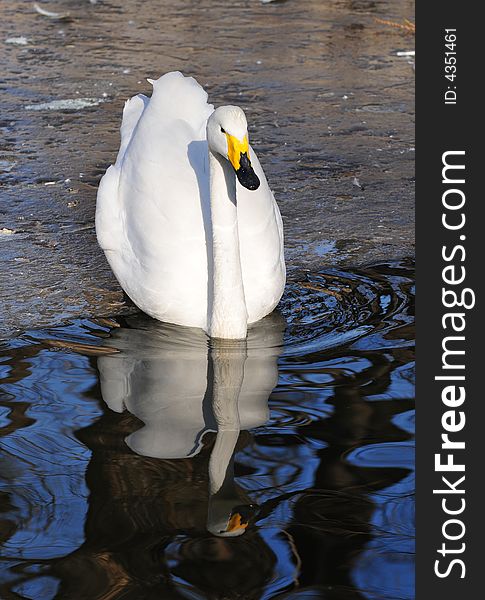 Beautiful swan in the water with inverted image