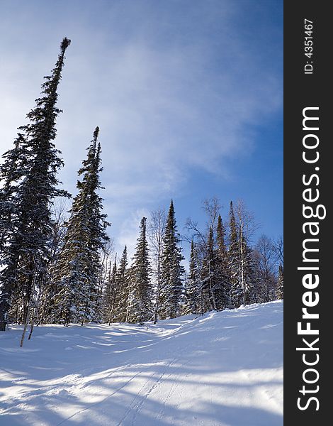 Slope with pine tree covered snow for freeride skiing and snowboarding. Slope with pine tree covered snow for freeride skiing and snowboarding