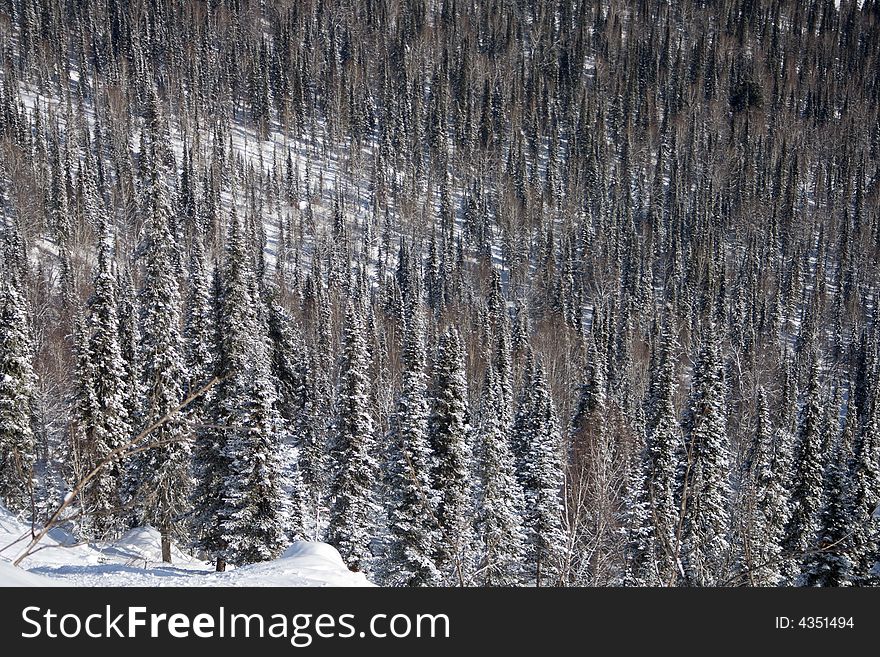 Alpine Slope Covered With Snow