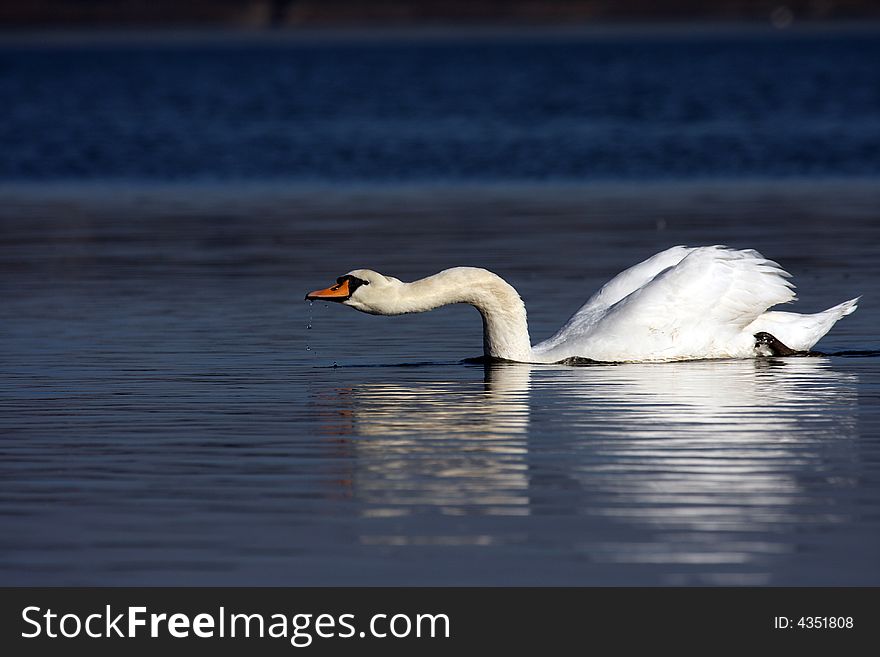 Swan scooping the surface for food. Swan scooping the surface for food