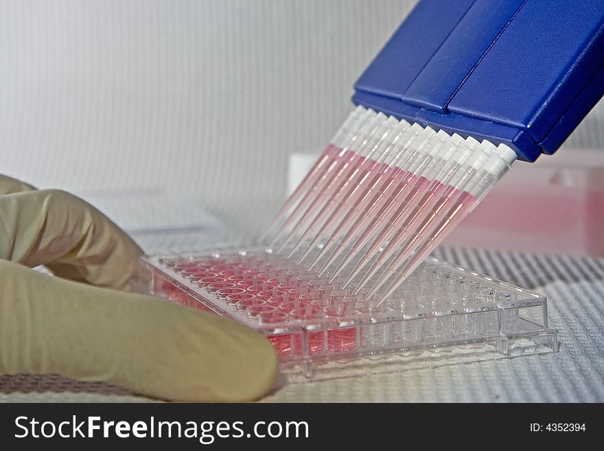 Scientist using blue multi-channel pipette for pipetting a 96 well plate with pink solution on white. Scientist using blue multi-channel pipette for pipetting a 96 well plate with pink solution on white