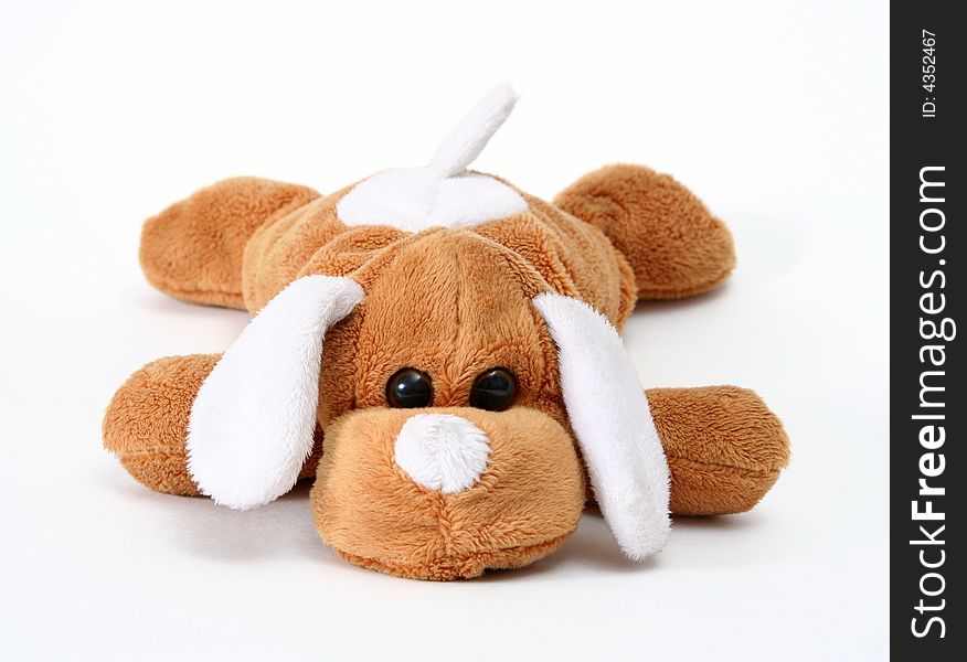 Soft toy dog on white bsckground