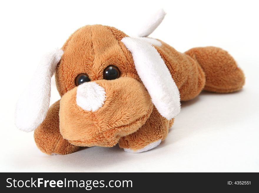 Soft toy dog on white bsckground