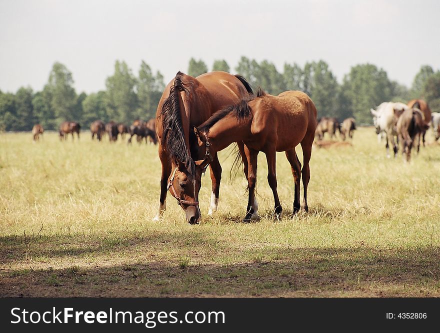 The mare with the colt on the meadow. Janow Podlaski, Poland. The mare with the colt on the meadow. Janow Podlaski, Poland.